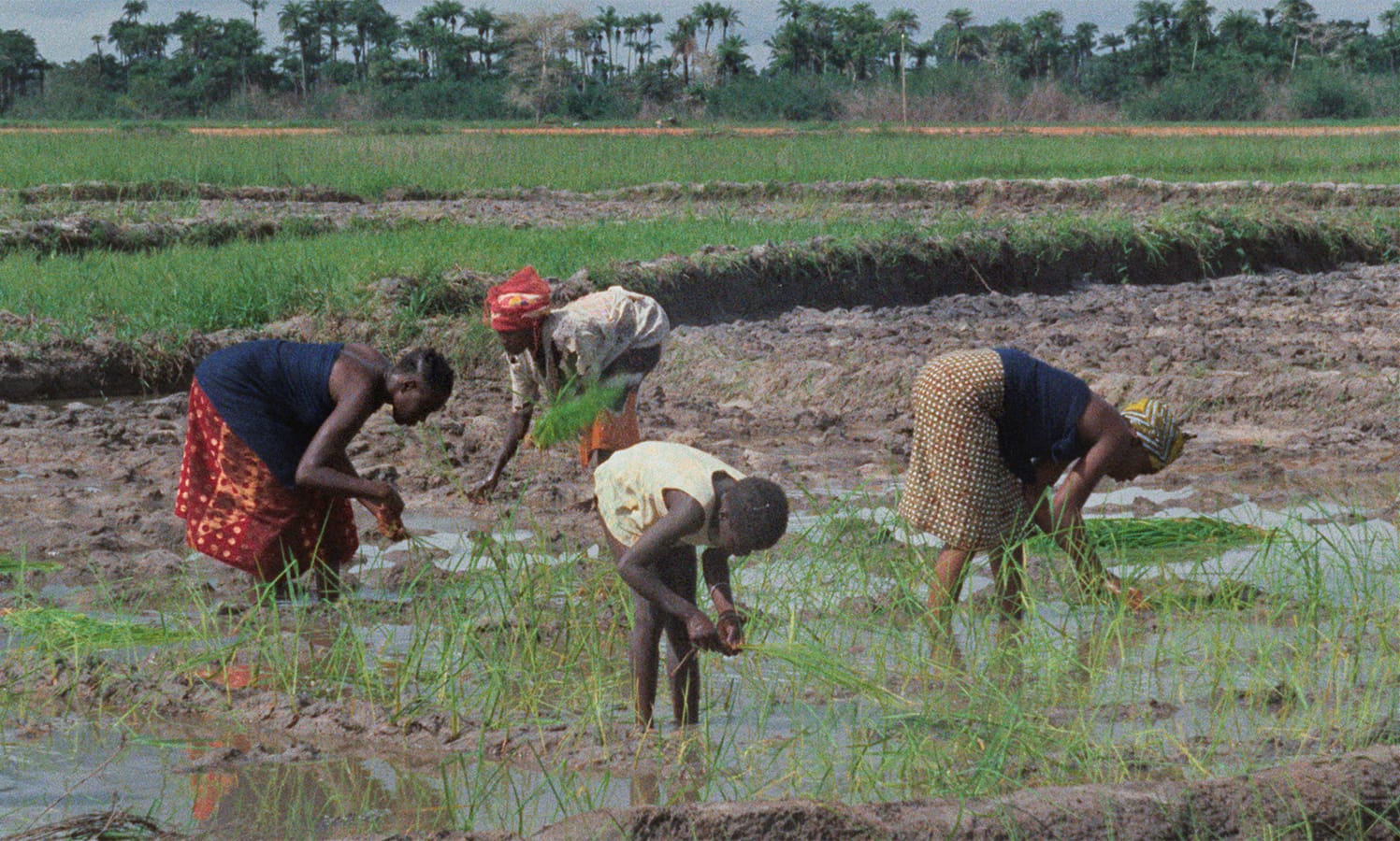 Image du film «Emitaï»